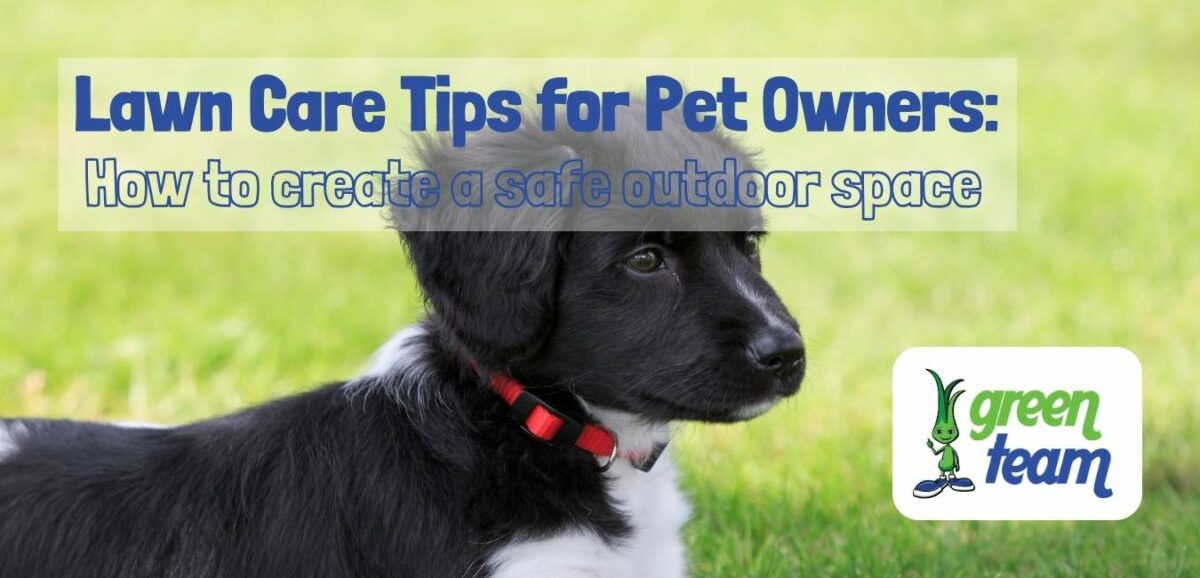 Curated visual reference: Gallery Detail: Lawn Care Tips For Pet Owners How To Create A