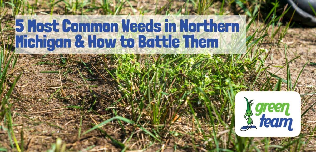 5 Most Common Lawn Weeds in Northern Michigan and How to Battle Them ...