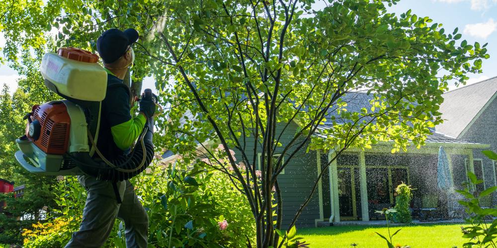 pest control expert sprays for mosquitoes pest control expert sprays for mosquitoes