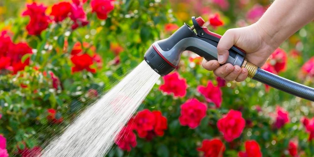 garden hose with sprayer waters red flowers