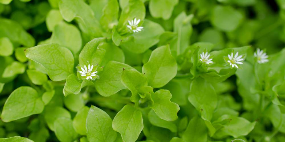 chickweed in grass