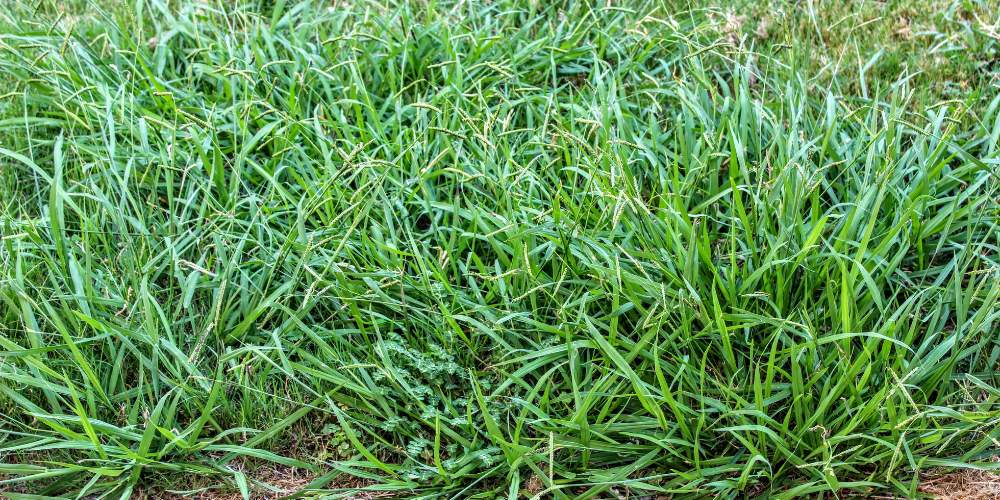 crabgrass and weeds growing in grass
