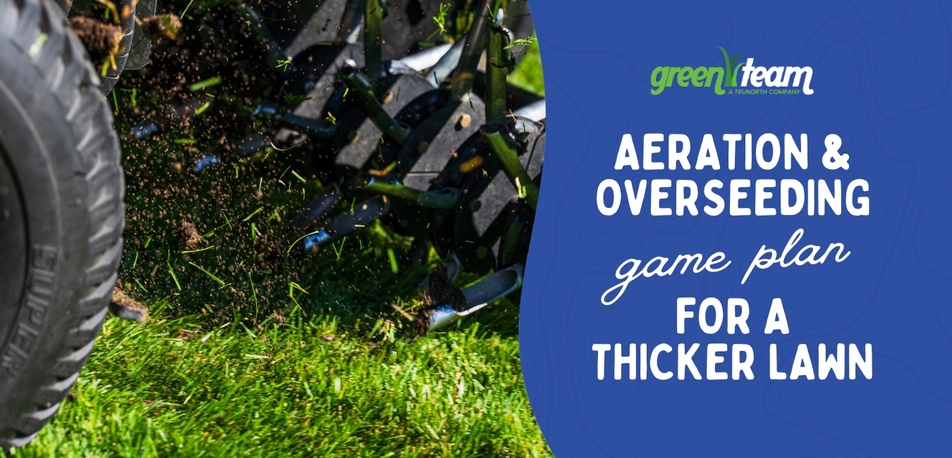 aeration and overseeding game plan for a thicker lawn
