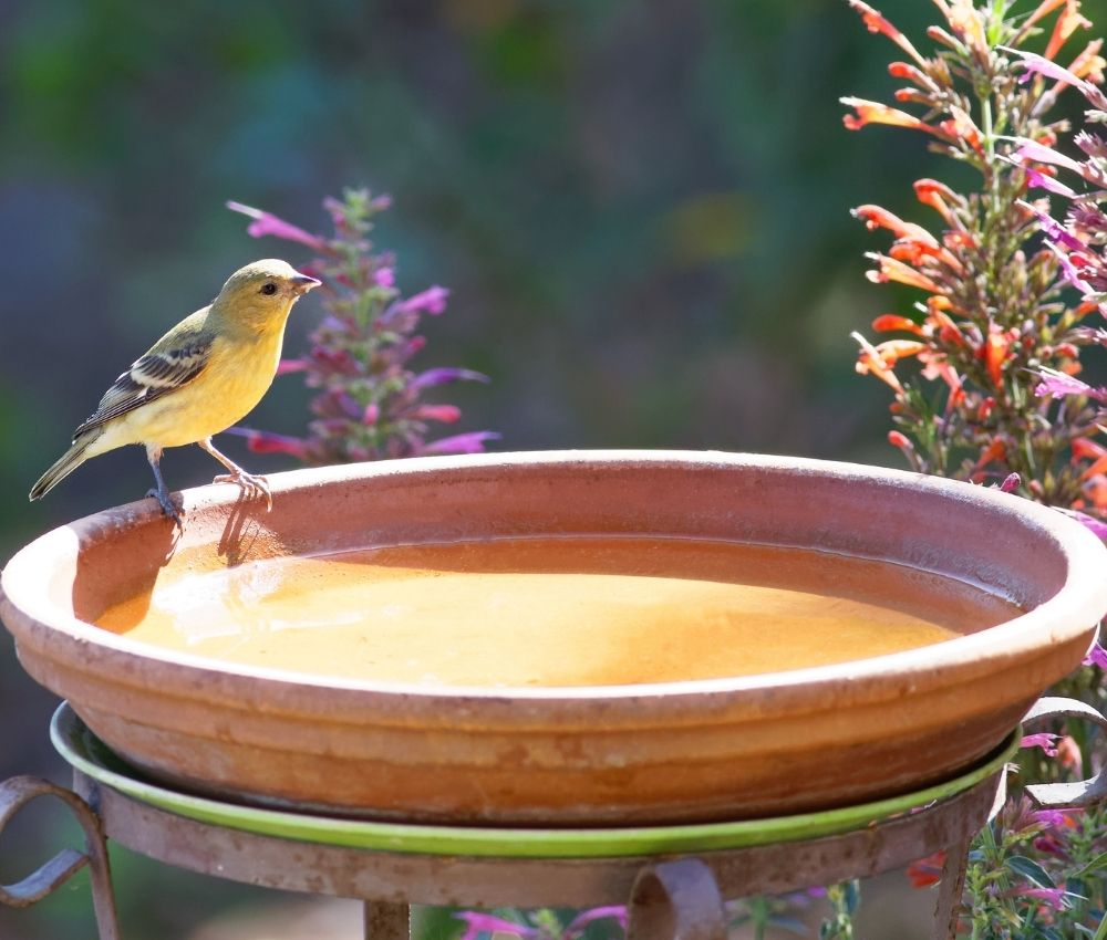 clean-birdbath-backyard-mosquito-control