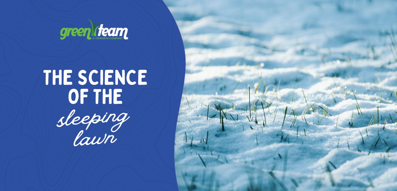 dormant lawn care michigan thaw