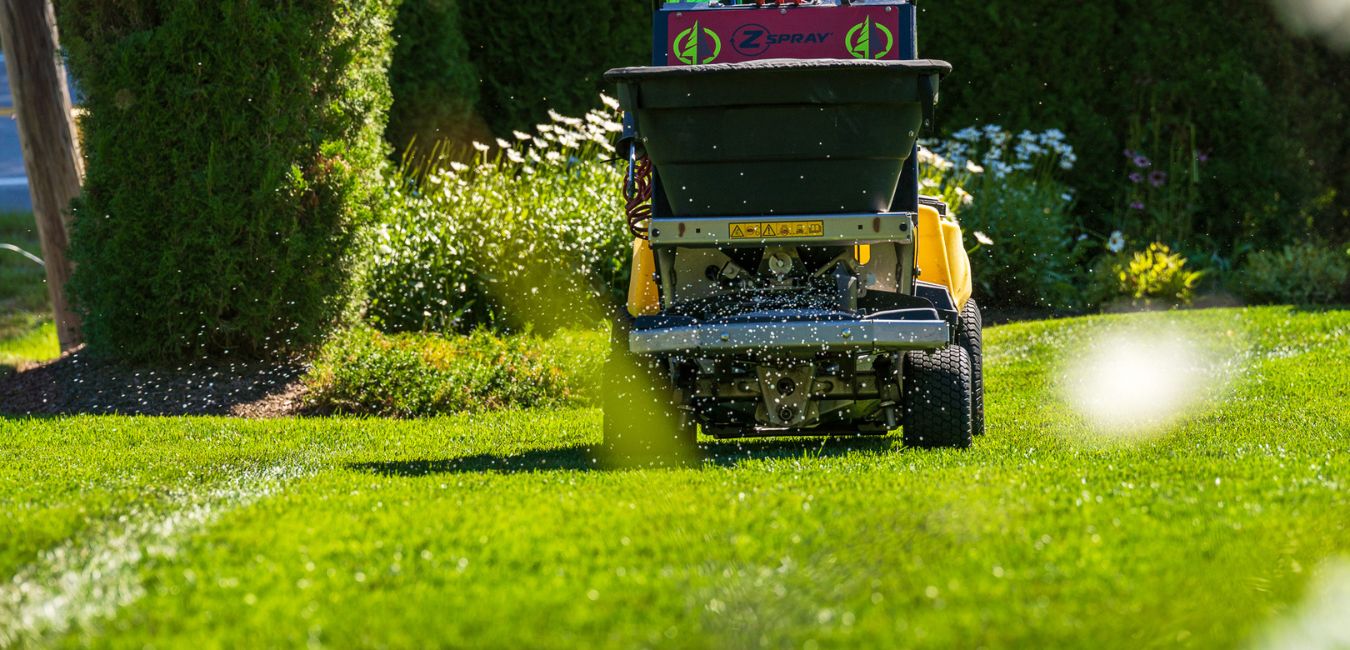 drought resistant turf