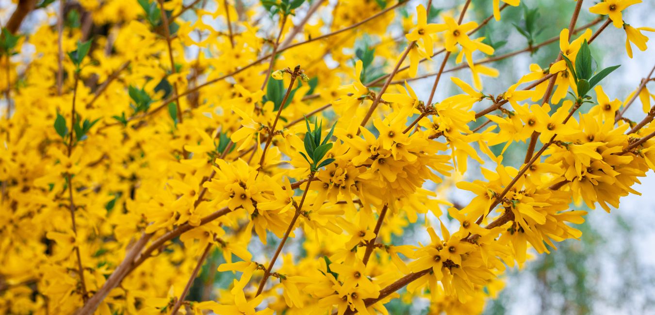 forsythia blooms lawn care timing