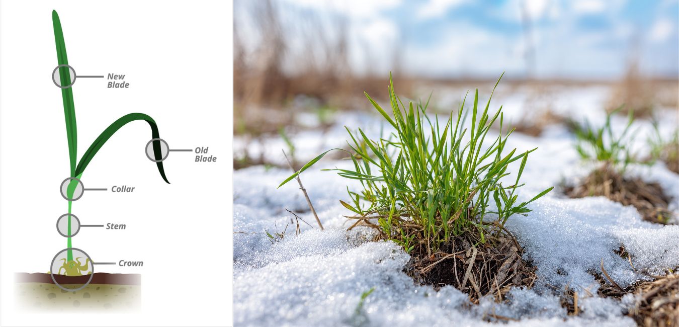 grass crown dormancy science