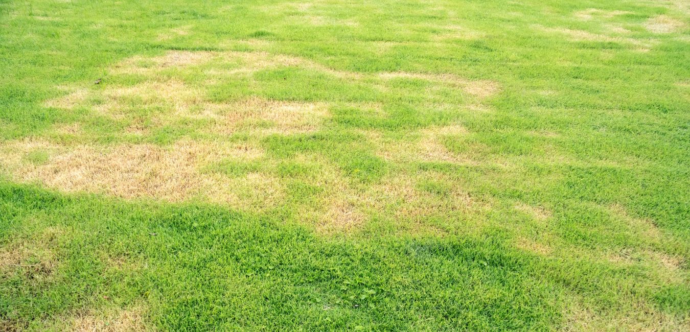 lawn moisture management