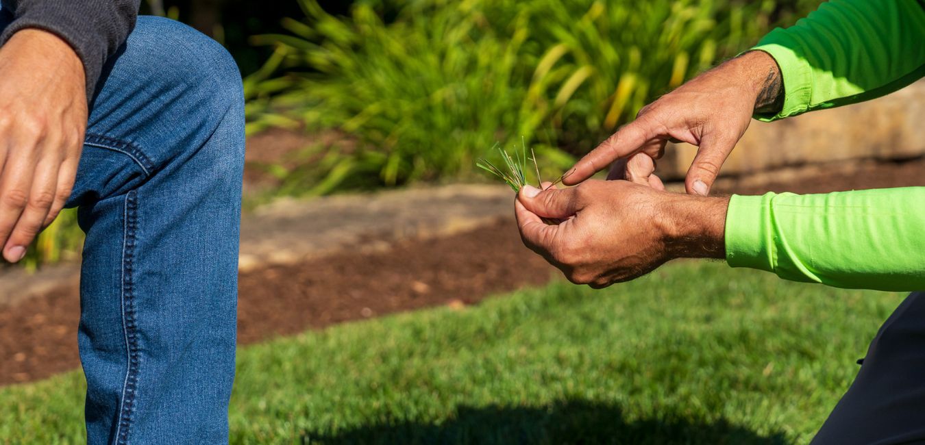 sandy soil lawn care in northern michigan
