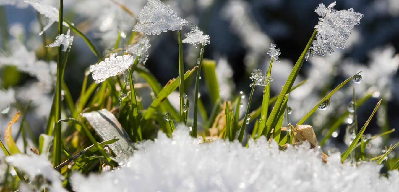 snow insulation michigan lawn