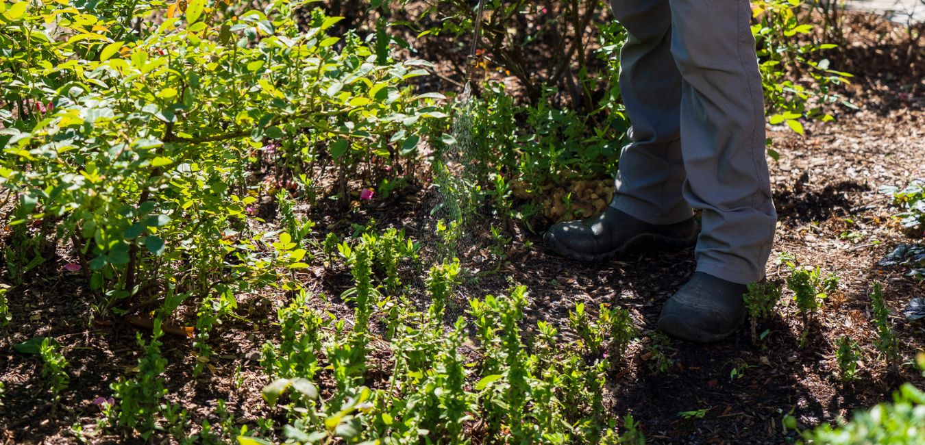 summer weed prevention leelanau