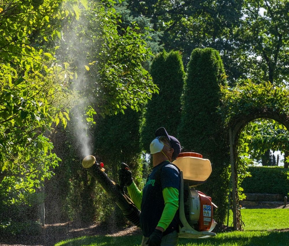 traditional-mosquito-control-traverse-city traditional mosquito control traverse city